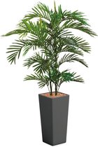 HTT - Kunstplant Areca palm in Clou vierkant antraciet H185 cm