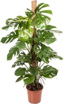 Monstera Deliciosa mosstok 150 cm