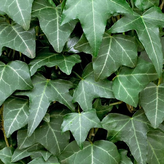 Hedera helix - Klim-op plant - Tuinplant ↑ 55-65cm - Ø 15cm