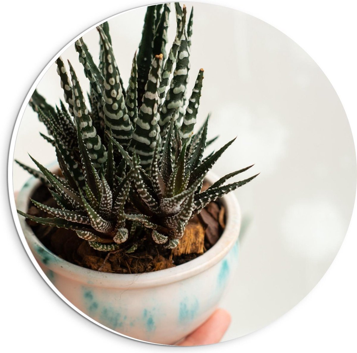 Forex Wandcirkel - Aloë Vera Plant - 20x20cm Foto op Wandcirkel (met ophangsysteem)