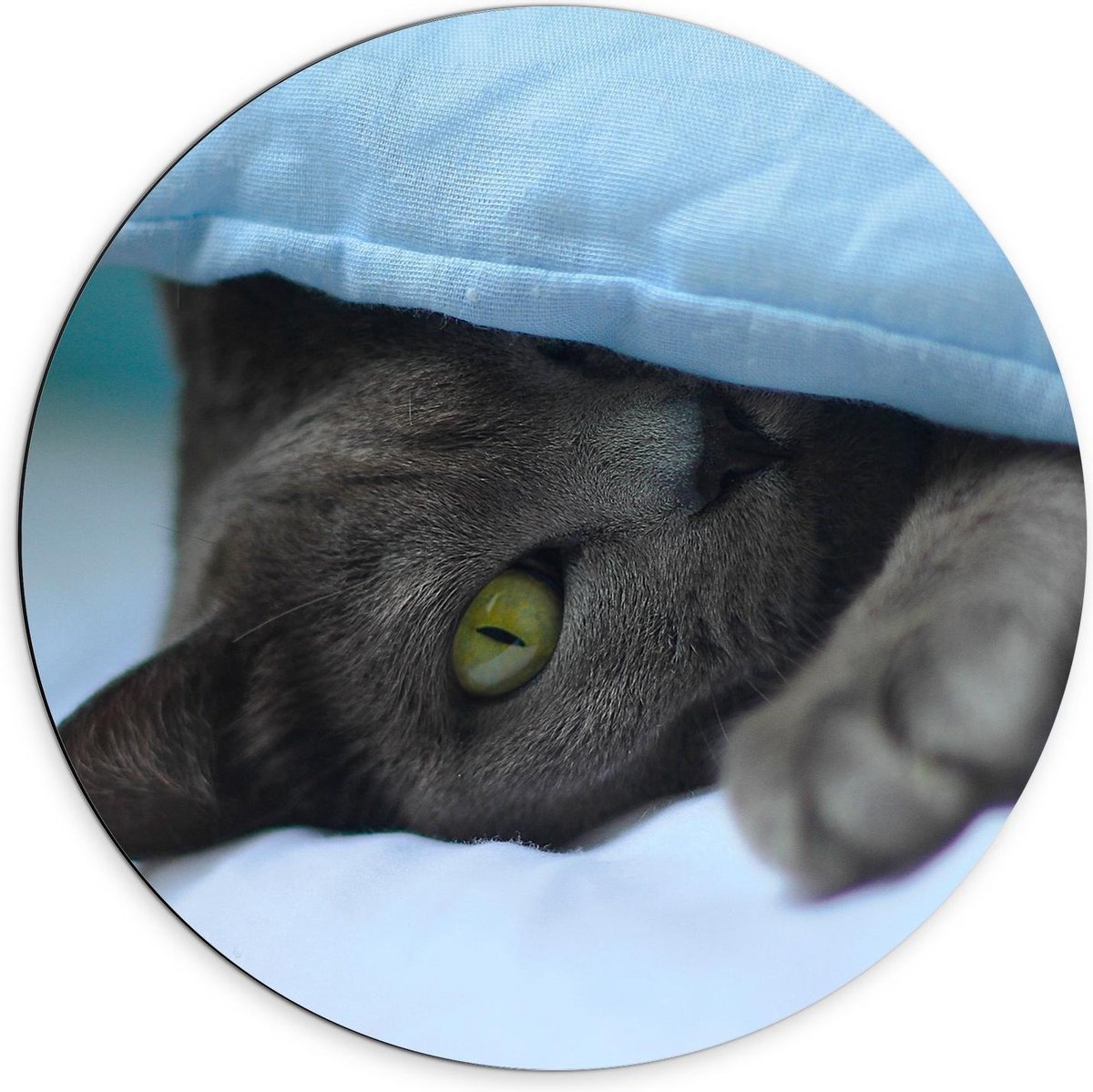 Dibond Wandcirkel - Grijze Kat onder Blauw Kussen - 70x70cm Foto op Aluminium Wandcirkel (