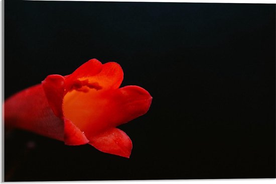 Acrylglas - Rode Begonia Bloem met Zwarte Achtergrond - 60x40cm Foto op Acrylglas (Wanddecoratie op Acrylglas)