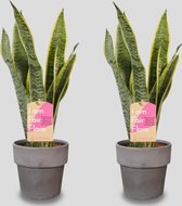 Kamerplanten van Botanicly – 2 × Vrouwentongen met grijze sierpot als set – Hoogte: 40 cm – Sansevieria trif. Laurentii