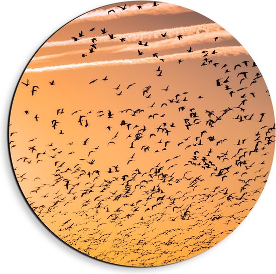 Dibond Wandcirkel - Vogels Vliegend in de Oranje Lucht  - 40x40cm Foto op Aluminium Wandcirkel (met ophangsysteem)