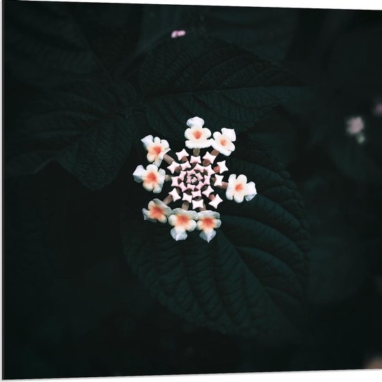 Dibond - Bloemencirkel van kleine Bloemen - Foto op Aluminium (Wanddecoratie van metaal)