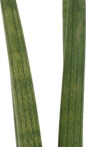 Duo Sansevieria Cylindrica met sierpot Anna taupe