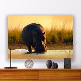 Aluminium Schilderij Nijlpaard in de Zon