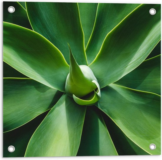 Tuinposter – Groene Bladeren - 50x50cm Foto op Tuinposter  (wanddecoratie voor buiten en binnen)