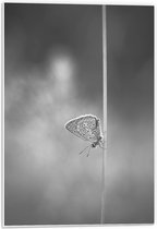 Forex - Vlinder op Draad - 40x60cm Foto op Forex