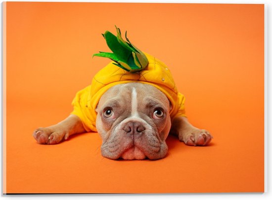 Acrylglas - Hond met Ananas Pak op Oranje Achtergrond  - 40x30cm Foto op Acrylglas (Met Ophangsysteem)