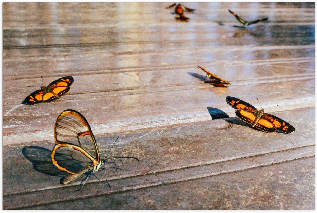 Poster – Vlinders op Houten Vloer - 60x40cm Foto op Posterpapier