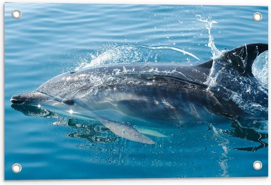 Tuinposter – Dolfijn bedekt door Water - 60x40cm Foto op Tuinposter  (wanddecoratie voor buiten en binnen)