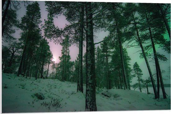 Forex - Bos met Noorderlicht op Achtergrond  - 90x60cm Foto op Forex