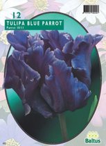 3 stuks Tulipa Blue Parrot Parkiet per 12 bloembollen Baltus