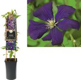 Klimplant Clematis vit. Etoile Violette 75 cm