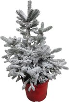 Hellogreen Kleine Mini Kerstboom - Picea met sneeuw - 60 cm