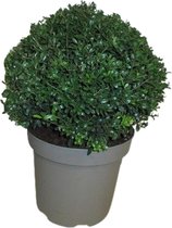 Hellogreen Ilex Crenata - Japanse Hulst - 30 cm