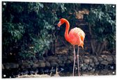 Tuinposter – Eenzame Roze Flamingo - 120x80cm Foto op Tuinposter  (wanddecoratie voor buiten en binnen)