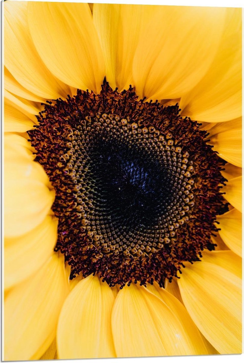 Plexiglas - Binnenkant Zonnebloem - 60x90cm Foto op Plexiglas (Met Ophangsysteem)
