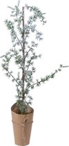 Mini kerstboom tafelboom Larix miniboom papier h75 cm groen/wit