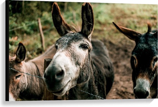 Geschilderde Ezels | Ezel, Dieren, Schilderij