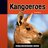 Verbazingwekkende dieren - kangoeroes
