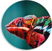 Forex Wandcirkel - Roodkleurige Kameleon  - 30x30cm Foto op Wandcirkel (met ophangsysteem)