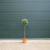 Bol olijfboom - 'Olea europea' (90-110 cm totaalhoogte)