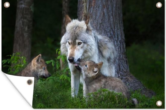 Tuinposter Wolf - Mos - Bos - Pup - 70x40 cm - Wanddecoratie Buiten - Tuinposter - Tuindoek - Schuttingposter - Tuinschilderij