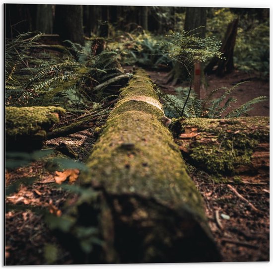 Dibond - Omgevallen Boom in het Bos - 50x50cm Foto op Aluminium (Wanddecoratie van metaal)