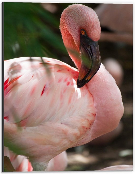 Dibond - Roze Flamingo bij Planten - 30x40cm Foto op Aluminium (Met Ophangsysteem)