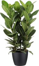 Ficus Audrey in ELHO sierpot (zwart) - kamerplant