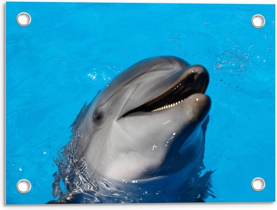 Tuinposter – Lachende Dolfijn in het Water - 40x30cm Foto op Tuinposter  (wanddecoratie voor buiten en binnen)