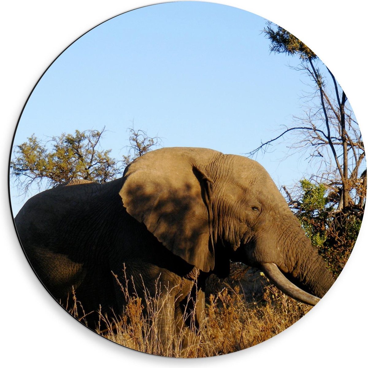 Dibond Wandcirkel - Zuid-Afrikaanse Olifant tussen de Bomen - 50x50cm Foto op Aluminium Wandcirkel (met ophangsysteem) op Prijzenvolger.com