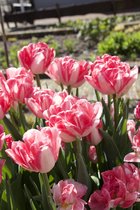 Tulipa (tulp) Foxtrot (pioen-achtig) / 50 bloembollen / korte tulpenbollen met wit roze bloemen