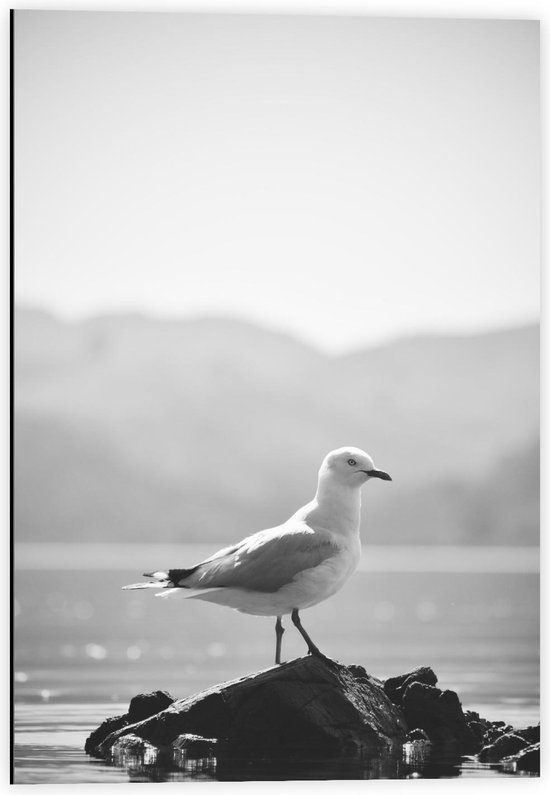 Dibond - Meeuw op Rots  - 40x60cm Foto op Aluminium (Met Ophangsysteem)