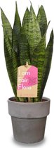 Kamerplant van Botanicly – Vrouwentongen met grijze sierpot als set – Hoogte: 41 cm – Sansevieria Zeylanica