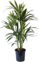 Hellogreen Kamerplant - Kentia Palm - ↕ 90cm