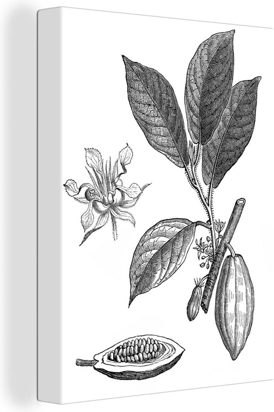 Canvas Schilderij Een zwart-wit illustratie van een cacao plant - 60x80 cm - Wanddecoratie