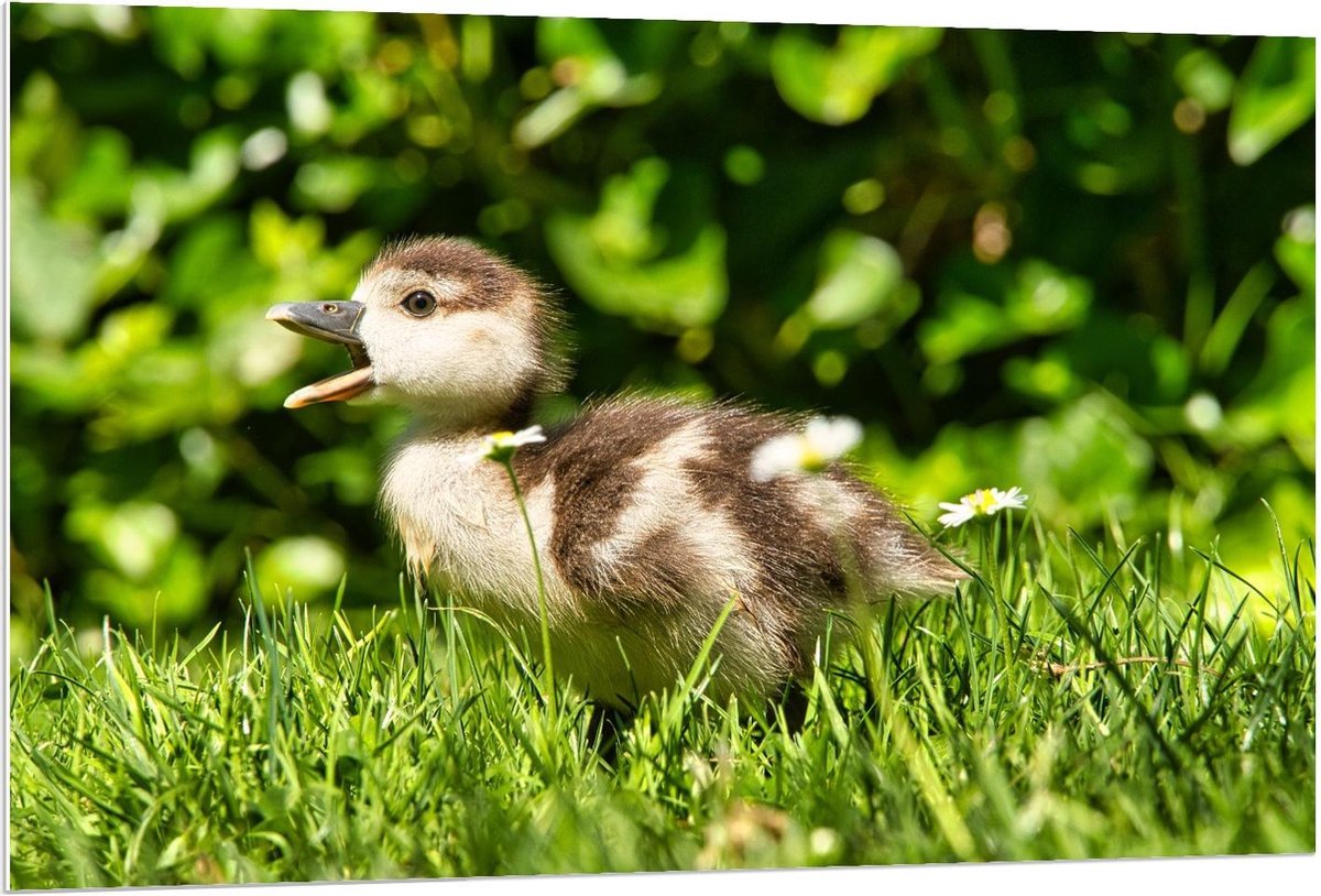 Forex - Baby Eend in Groen Gras - 120x80cm Foto op Forex