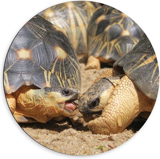 Dibond Wandcirkel - Twee Bruine Schildpadden - Foto op Aluminium Wandcirkel (met ophangsysteem)