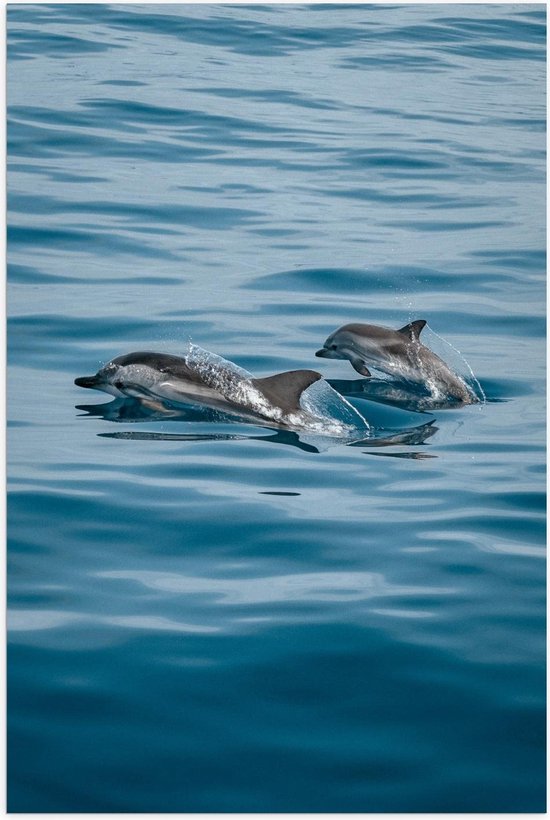 Poster – Dolfijnen duo in het Water - 40x60cm Foto op Posterpapier