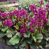 100 x Bergenia cordifolia - Schoenlappersplant in 9x9cm pot met hoogte 5-10cm