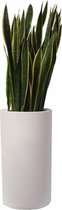 Sansevieria Laurentii in Pure Soft wit | Vrouwentong