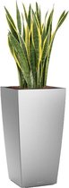 Sansevieria Laurentii in watergevende Cubico zilver | Vrouwentong