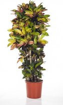 Croton Variegatum Petra | Wonderstruik