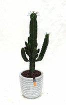 Euphorbia Ingens in Nature Row Egg Planter wit | Cowboycactus