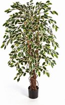 Ficus Microcarpa Nitida op stam | Treurvijg