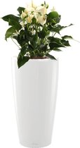 Anthurium wit in watergevende Rondo wit | Flamingoplant