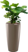 Calathea Orbifolia in watergevende Rondo taupe | Pauwenplant